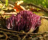 Clavaria zollingeri image