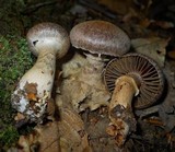 Cortinarius torvus image