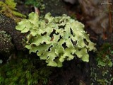 Image of Allocetraria oakesiana