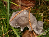 Cantharellula umbonata image