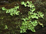 Allocetraria oakesiana image