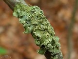 Allocetraria oakesiana image