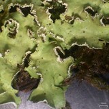 Allocetraria oakesiana image