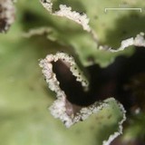 Allocetraria oakesiana image