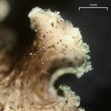 Allocetraria oakesiana image