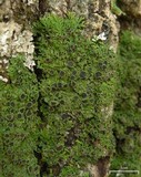 Anaptychia palmulata image