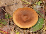 Cortinarius croceus image