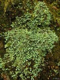 Cladonia apodocarpa image