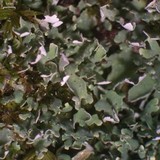 Cladonia apodocarpa image