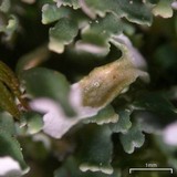 Cladonia apodocarpa image