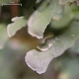 Cladonia apodocarpa image