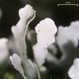 Cladonia apodocarpa image