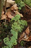 Cladonia caespiticia image