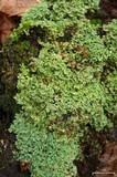 Cladonia caespiticia image