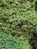 Cladonia caespiticia image