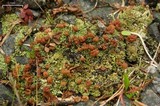 Cladonia caespiticia image