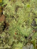 Cladonia caespiticia image