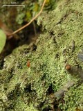 Cladonia caespiticia image