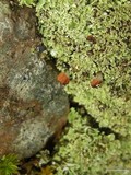 Cladonia caespiticia image