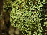 Cladonia caespiticia image