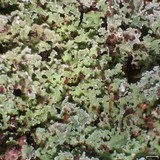 Cladonia caespiticia image