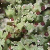 Cladonia caespiticia image