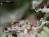 Cladonia caespiticia image