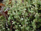 Cladonia verticillata image