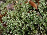 Cladonia verticillata image