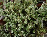 Cladonia verticillata image