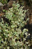 Cladonia verticillata image