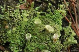 Cladonia cryptochlorophaea image