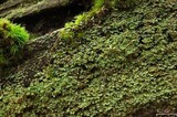 Cladonia didyma image