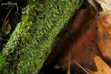 Cladonia didyma var. didyma image