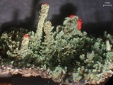 Cladonia didyma image