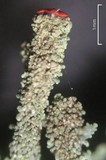 Cladonia didyma var. didyma image