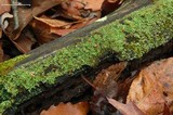 Cladonia didyma image