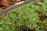 Cladonia didyma image