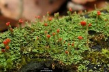 Cladonia didyma image