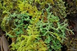 Cladonia furcata image