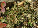 Cladonia sobolescens image