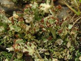 Cladonia sobolescens image