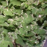 Cladonia ochrochlora image