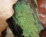 Cladonia parasitica image