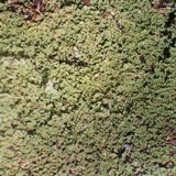 Cladonia parasitica image