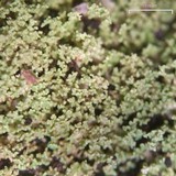 Cladonia parasitica image