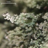 Cladonia parasitica image