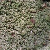 Cladonia squamosa image