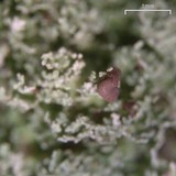 Cladonia squamosa image