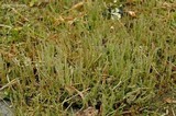 Cladonia rei image